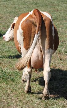 Back of a brown and white cow
