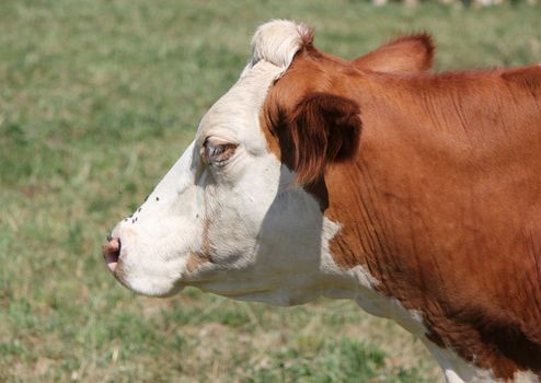 Side of the head of a brown and white cow