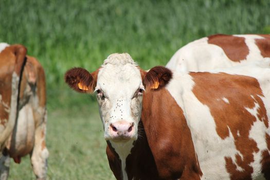 Brown and white cow looking at the photographer