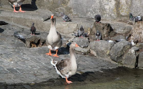 Several gooses and pigeons on grey stones near the Geneva lake, Switzerland