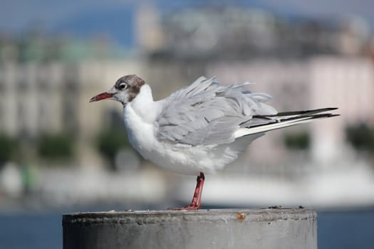 White and grey seagull standing on a post and shaking its wings