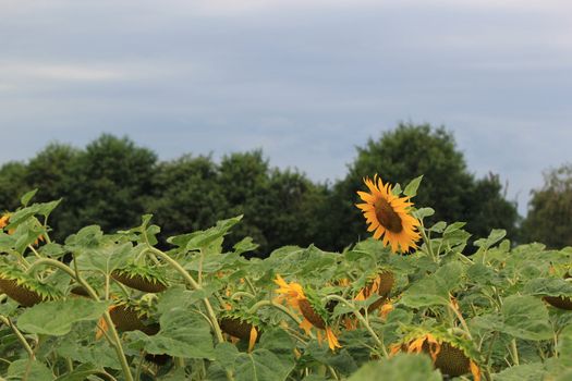 One sunflower above all the others