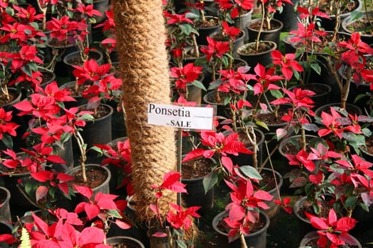 Ponsetia (Christmas Leaf) plants for sale at a botanical nursery.