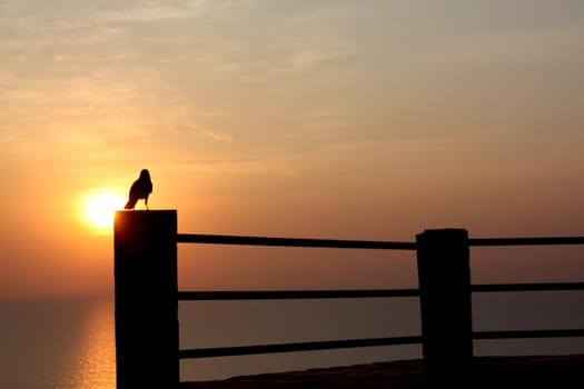 A silhouette of a crow at a sunset point overlooking sea waters.