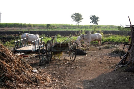 A morning scene on a farm in a countryside Indian village.