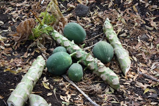 Papaya fruits cut and kept in the field for further transportation to markets.