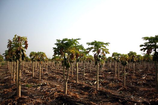 A view of a plantation of papaya fruit trees in an Indian field, at dawn.