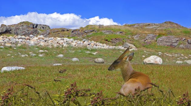 Roe deer on green grass near the coastline at Moelen, Norway