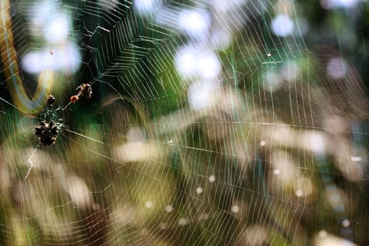 A background of an abstract spider web against vivid colors.