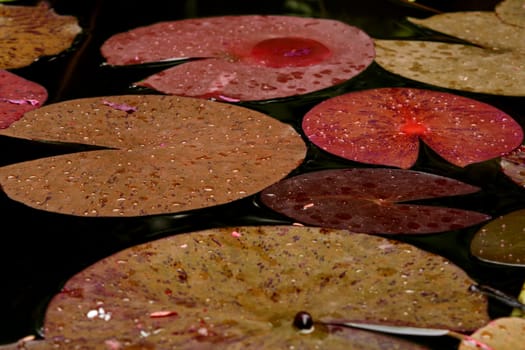 The leaves of a plant in water during autumn season.