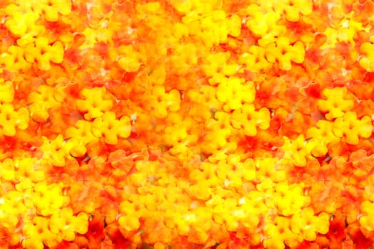A background of a collage of yellow and red flowers.