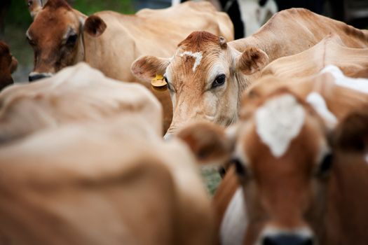 Face of a cow in a group of cattle in Costa Rica