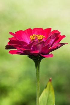 Macro view of bright red flower. Shallow depth of field.