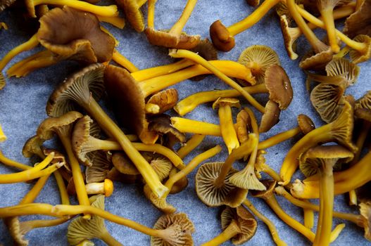 A plate filled with fresh funnel chanterelles