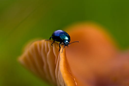 Blue beetle on mushroom