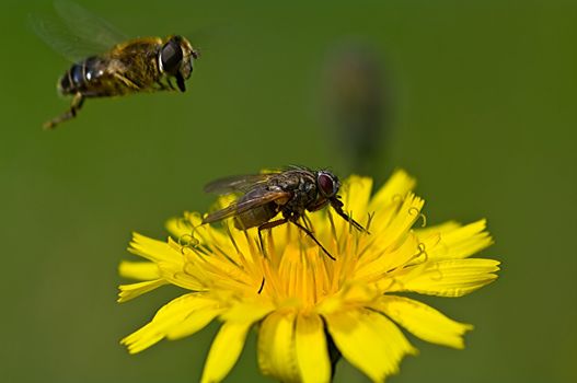 Hover fly try to land on a flower