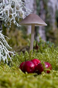 Mushroom and cranberries