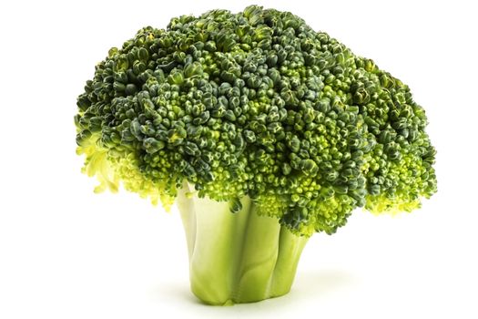 one green fresh broccoli on white background