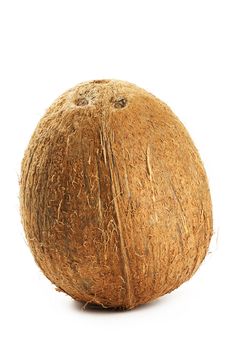 one brown coconut on white background