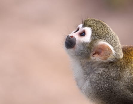 Squirrel Monkey