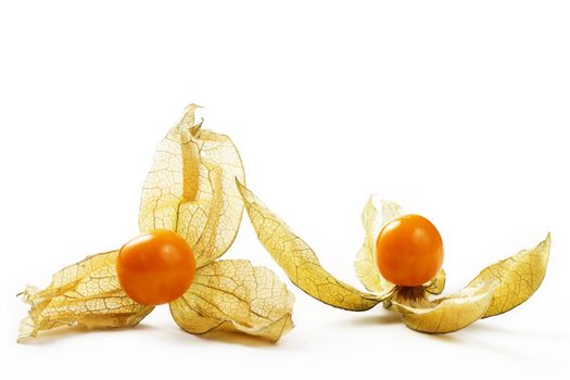 two physalis on white background