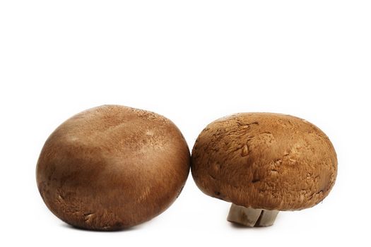 two brown mushrooms isolated on white background