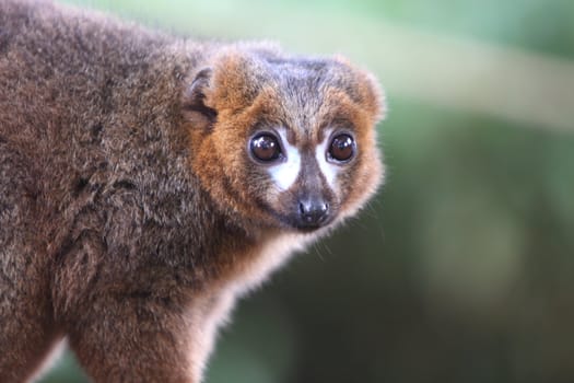 Red-bellied lemur Eulemar rubriventer