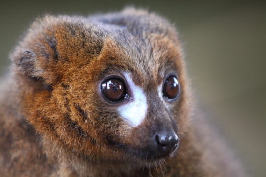 Red-bellied lemur Eulemar rubriventer