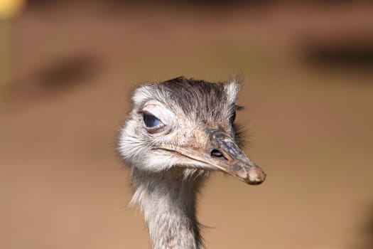 Rhea
