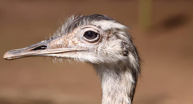 Rhea