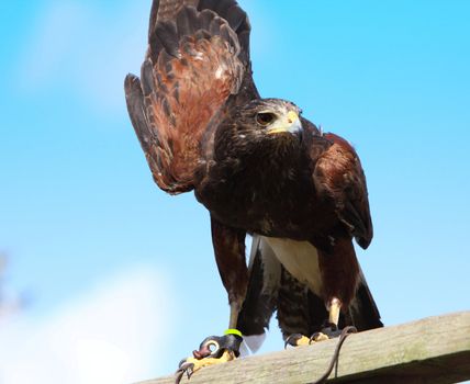 Harris Hawk
