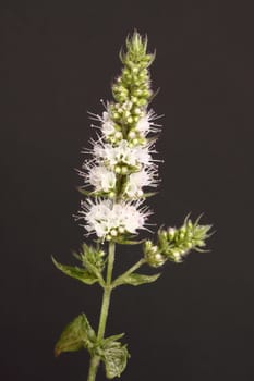 mint flower