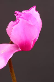 cyclamen
