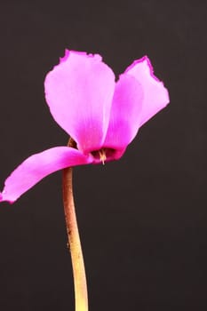 cyclamen