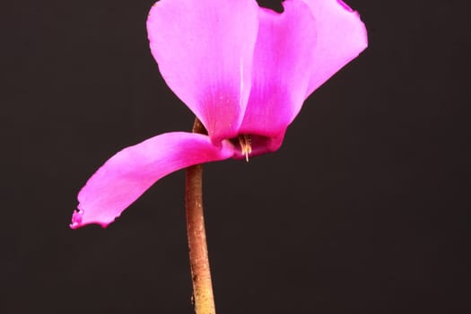 cyclamen
