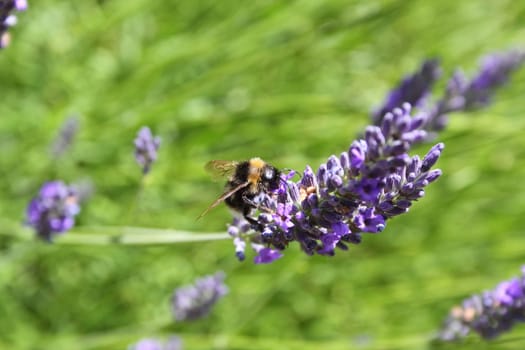 bumble bee on lavender