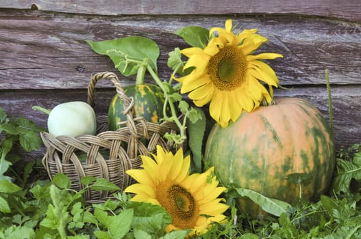 Pumpkin and sunflowers against an old wooden wall
