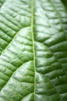 The background texture of a beautiful wild leaf.