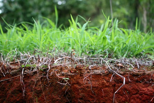 A unique background with a view of grass with its roots below the red soil. The image concept is about life that starts from the roots to the flourishing plant on the top.