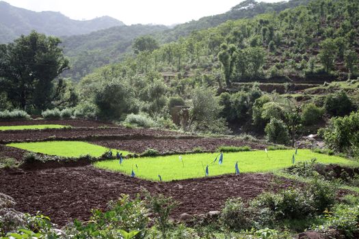 Paddy farms in the high Indian mountains.