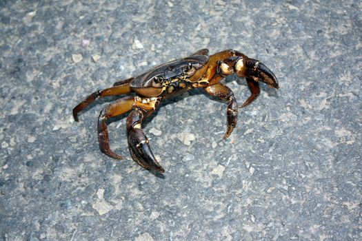 A dangerous looking brown crab in an attacking mood.