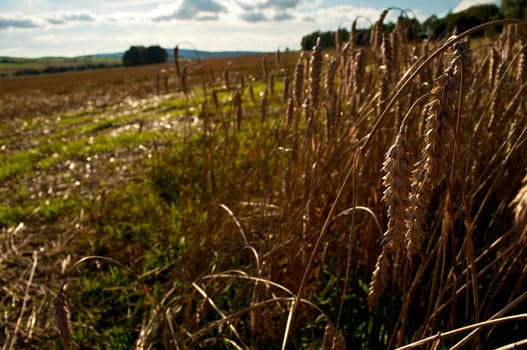 Rural Landscape - Wheat on Harvested Agricultural Field and Blue Sky