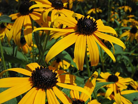 A photograph of a yellow flower in a garden.