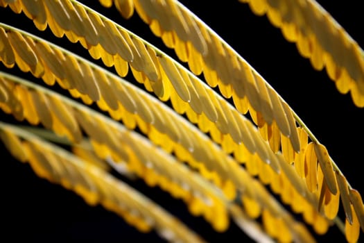 An abstract background of yellow leaves in autumn.