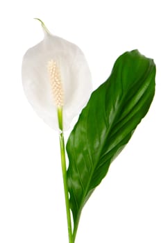 Beautiful white anturio flower and green lead isolated on white background.