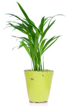Houseplant in ceramic pot isolated on white background.