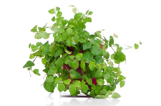 Houseplant in glass pot isolated on white background.