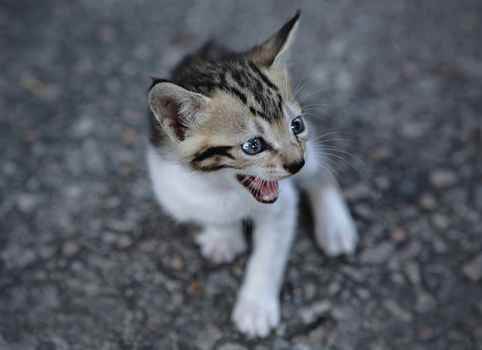 baby cat