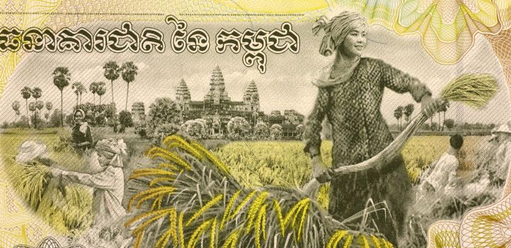 Woman Harvesting Rice on 2000 Rieles 2007 Banknote from Cambodia.