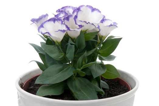 Beautiful violet flower isolated on white.